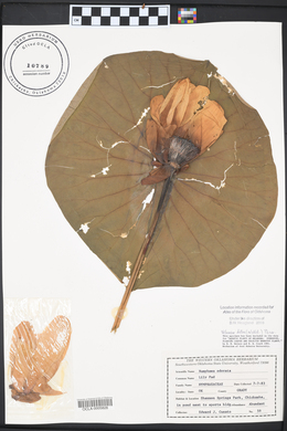 Nelumbo lutea image