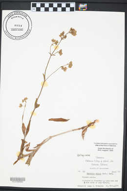 Mirabilis albida image