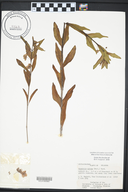 Mirabilis albida image