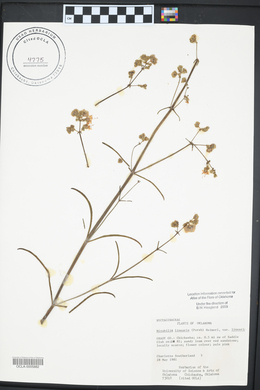 Mirabilis linearis image