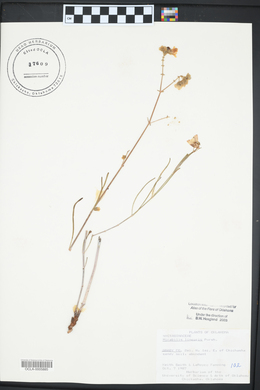 Mirabilis linearis image