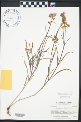 Mirabilis linearis image