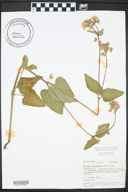 Mirabilis nyctaginea image