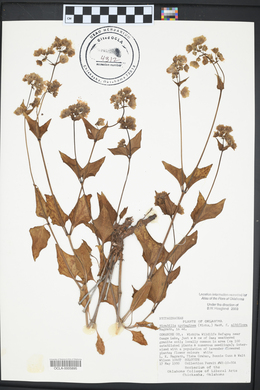 Mirabilis nyctaginea image