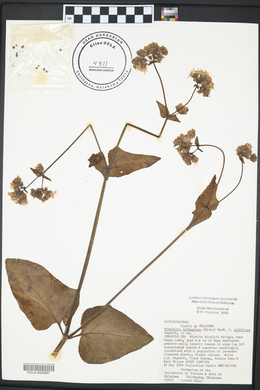 Mirabilis nyctaginea image