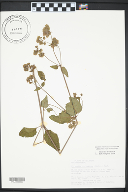 Mirabilis nyctaginea image