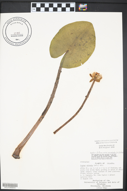 Nuphar lutea image