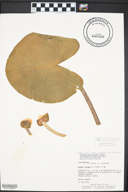 Nuphar lutea image