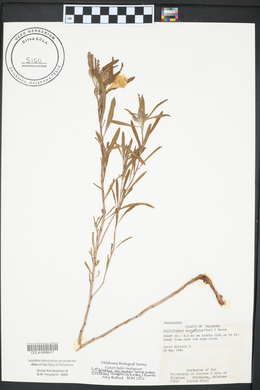 Calylophus berlandieri image