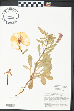 Oenothera grandis image
