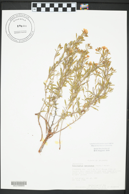 Oenothera serrulata image