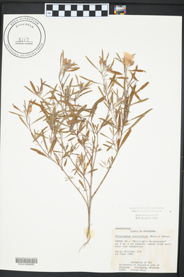 Oenothera serrulata image