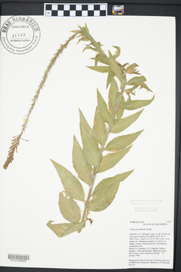 Oenothera curtiflora image