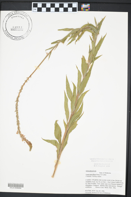 Oenothera curtiflora image