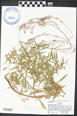 Oenothera sinuosa image