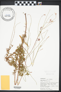 Oenothera sinuosa image