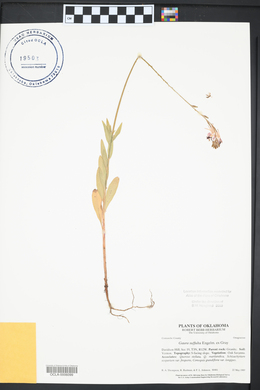 Oenothera suffulta image