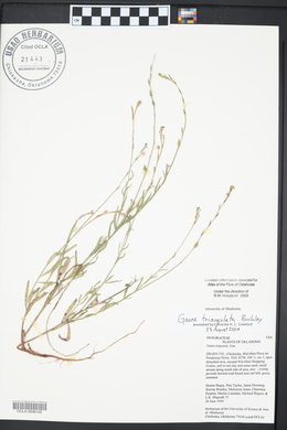 Oenothera triangulata image