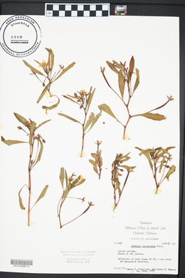 Ludwigia leptocarpa image