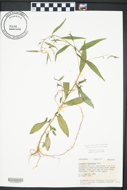 Ludwigia leptocarpa image