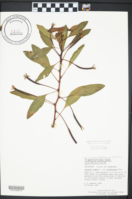 Ludwigia peploides subsp. glabrescens image