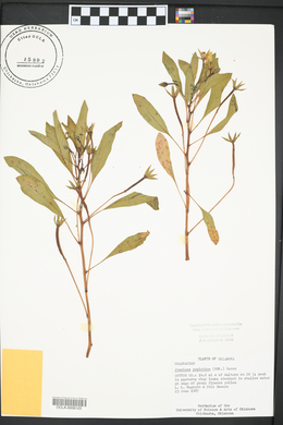 Ludwigia peploides subsp. peploides image