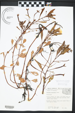 Ludwigia peploides image