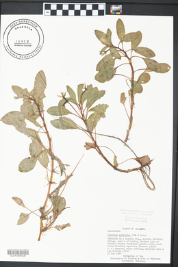 Ludwigia peploides image