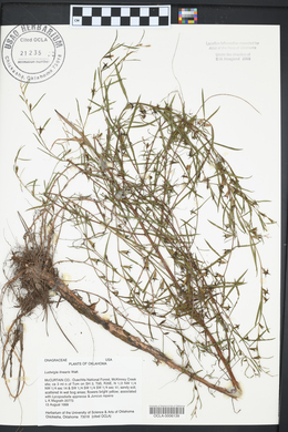 Ludwigia linearis image