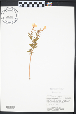 Oenothera rhombipetala image