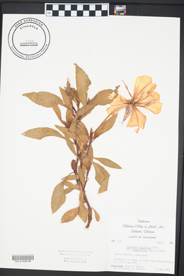 Oenothera grandis image