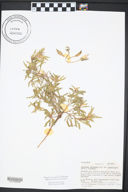 Oenothera grandis image