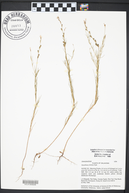 Oenothera linifolia image