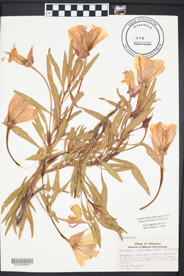 Oenothera macrocarpa image