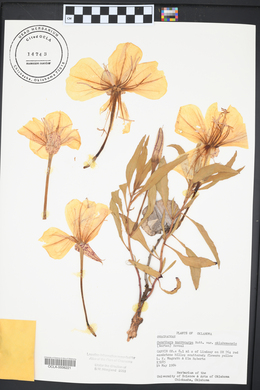 Oenothera macrocarpa image