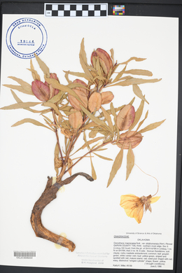 Oenothera macrocarpa image