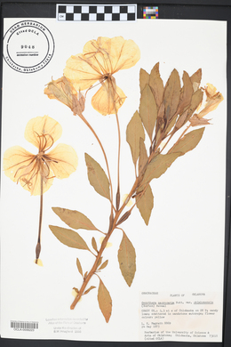 Oenothera macrocarpa image