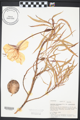 Oenothera macrocarpa image