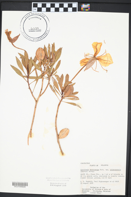 Oenothera macrocarpa image