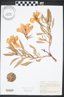 Oenothera macrocarpa image