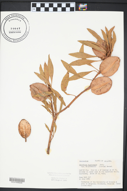 Oenothera macrocarpa image