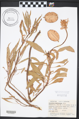 Oenothera macrocarpa image