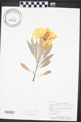 Oenothera macrocarpa var. incana image