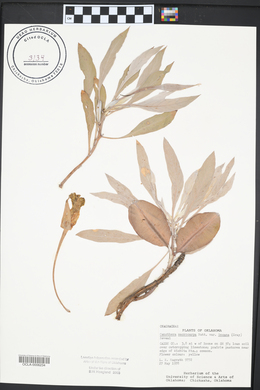 Oenothera macrocarpa image