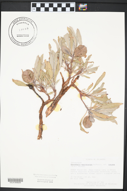 Oenothera macrocarpa image