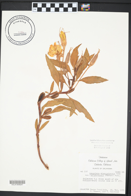 Oenothera macrocarpa image