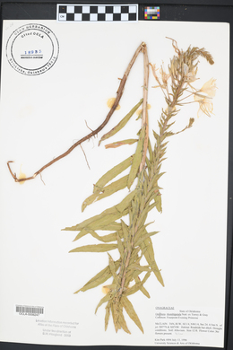 Oenothera rhombipetala image