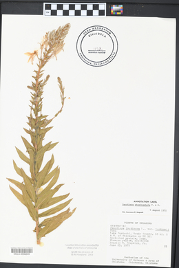 Oenothera rhombipetala image