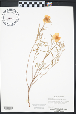 Oenothera serrulata image