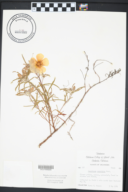 Oenothera serrulata image